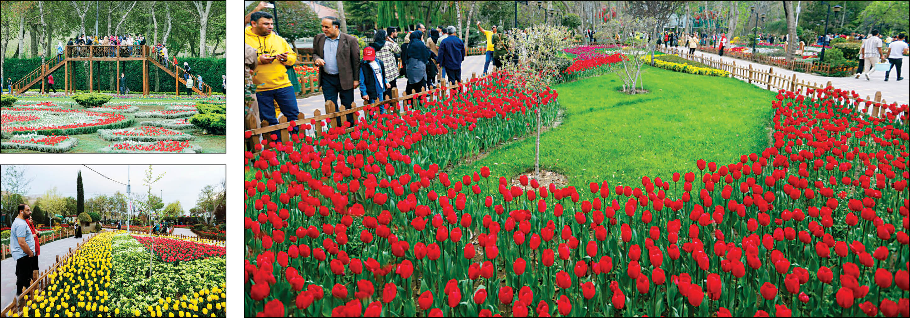 شهر لاله‌ها