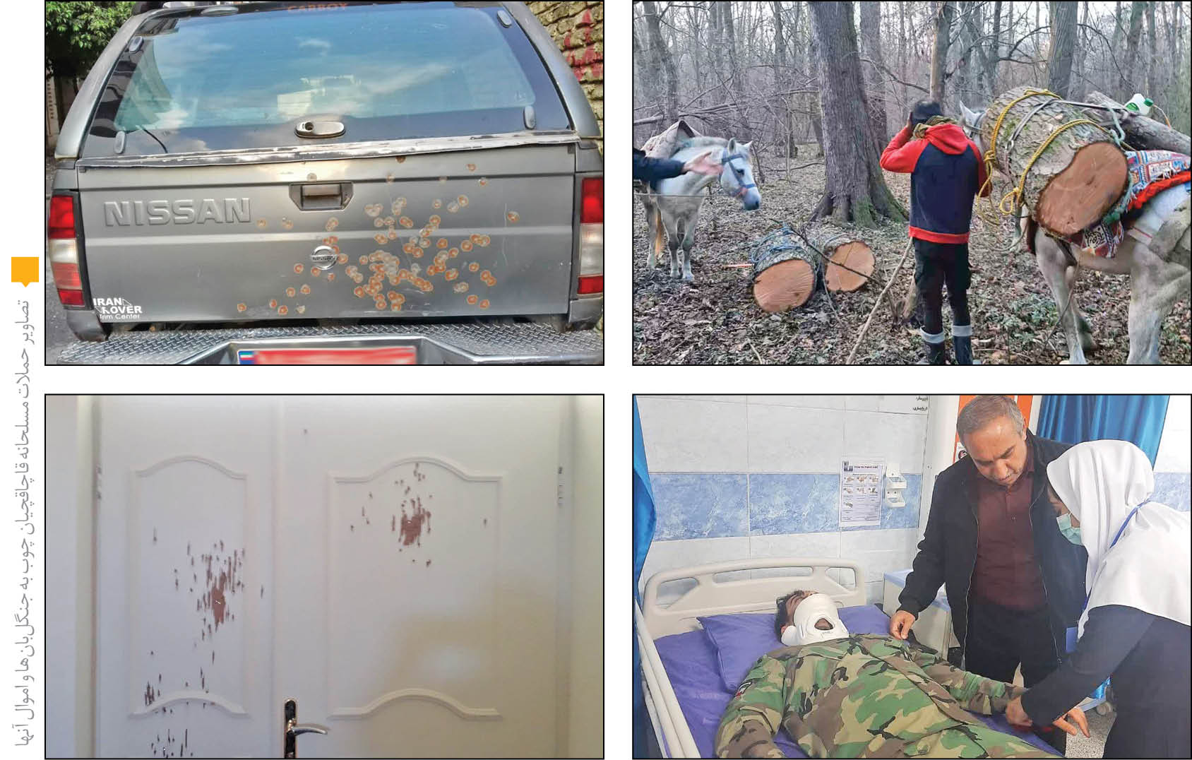 حمله مسلحانه برای قتل درختان