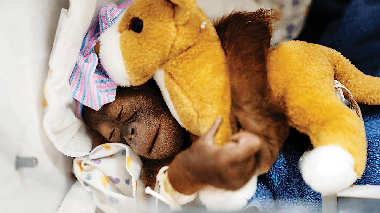 تولد اورانگوتان کمیاب