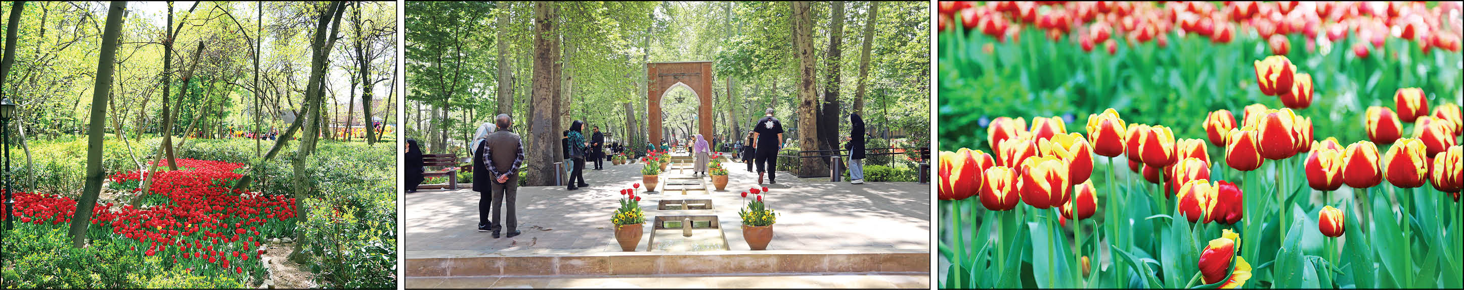 لاله های تهران