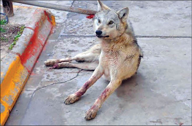 پرسه حیوانات وحشی در شهرها