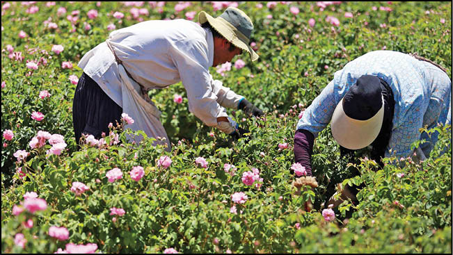 ماه گل و گلاب