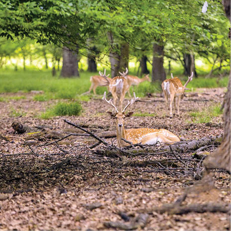 دشت ناز مازندران