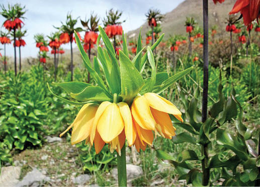 دشت لاله‌های خوانسار