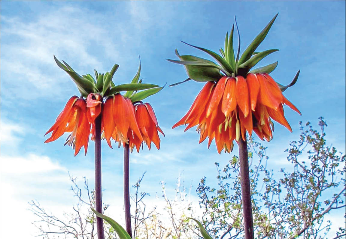 این روزها لاله‌های واژگون در دشت‌های استان‌های مختلف کشورمان روییده است