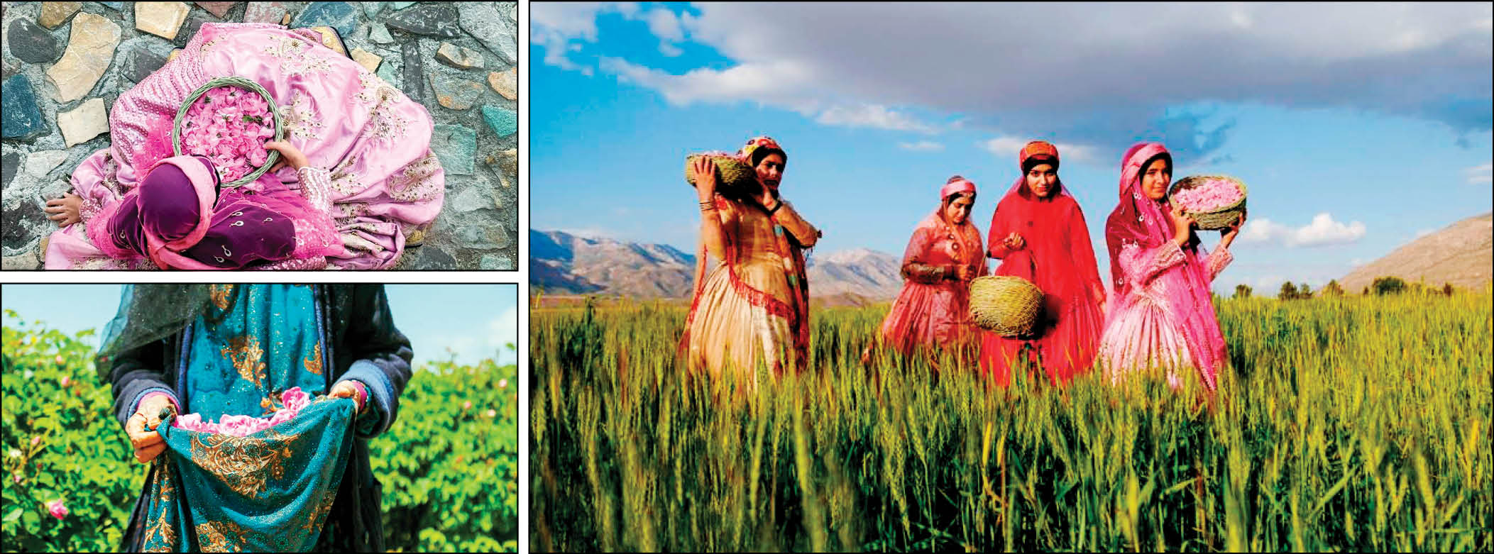 عطر گل، بوی گلاب