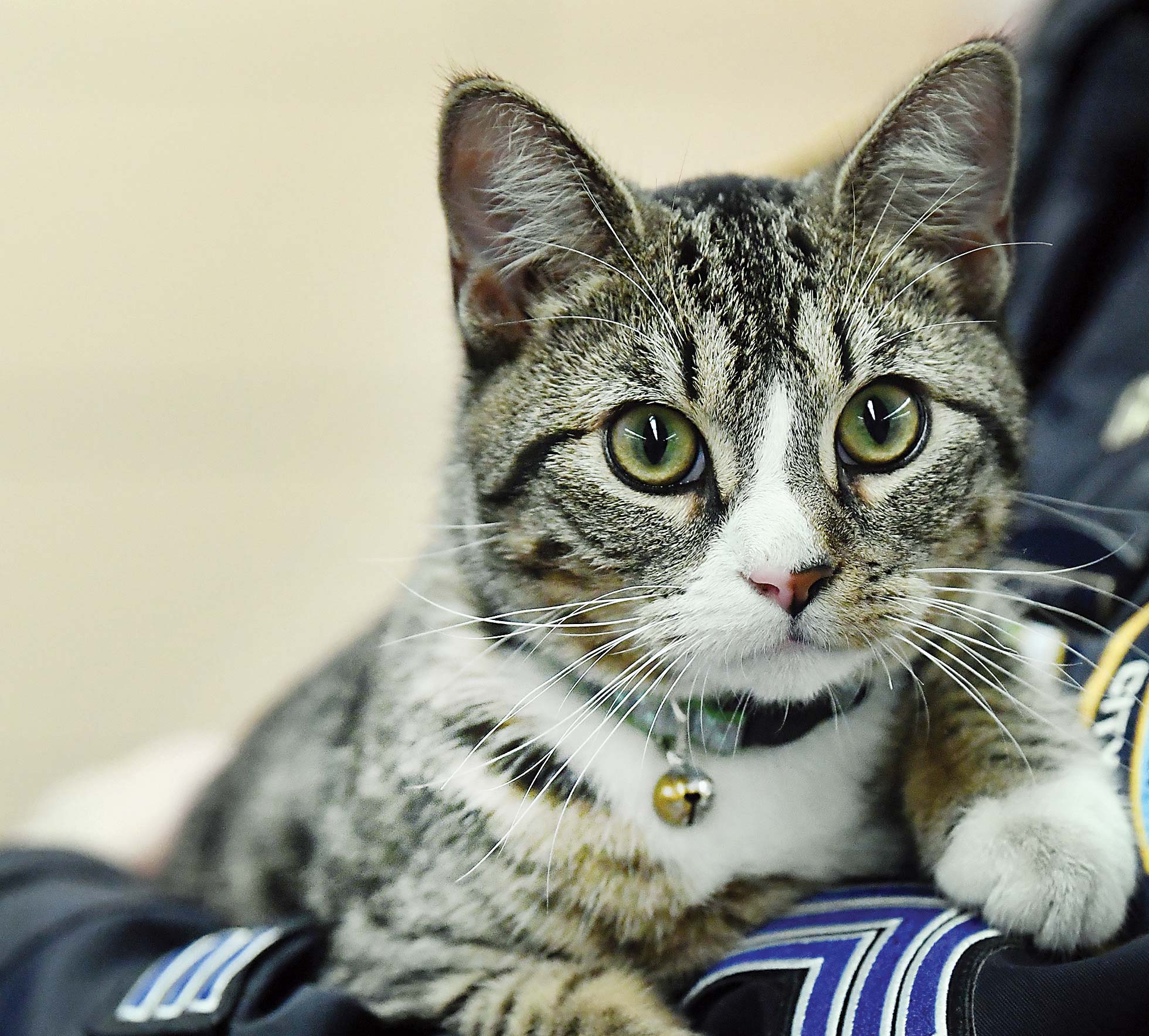 حیوانات نظامی