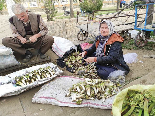 فصل گیاهان نوبرانه