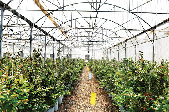 گزارشی از باغبانی در گلخانه‌های پرورش میوه