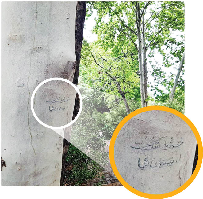 دعای سپیدار