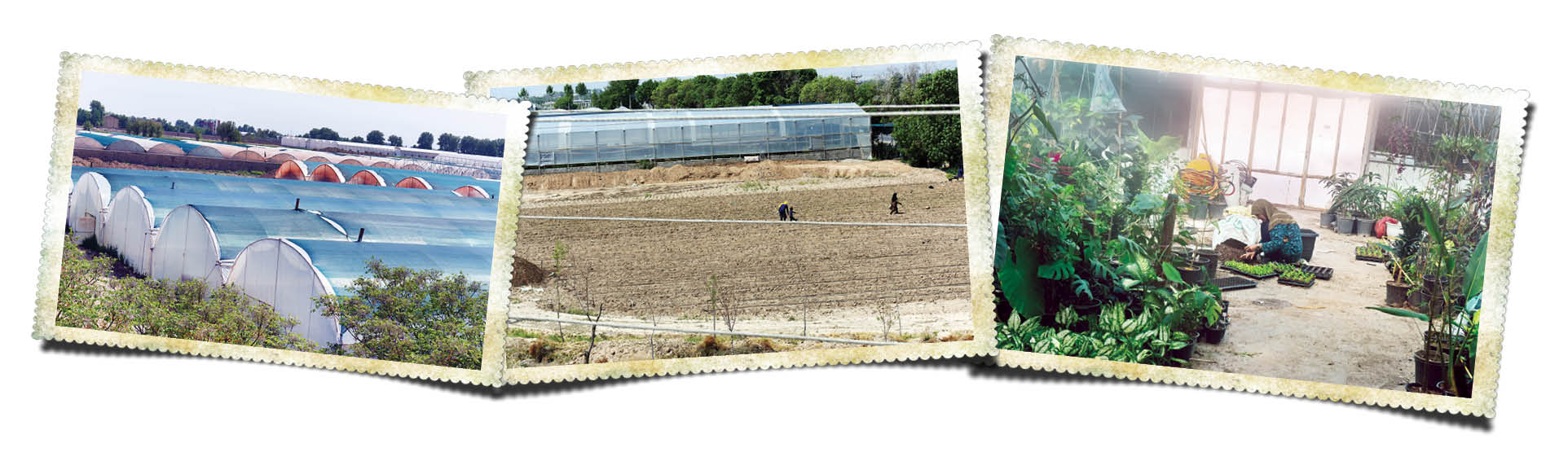 پایتخت گلخانه داری