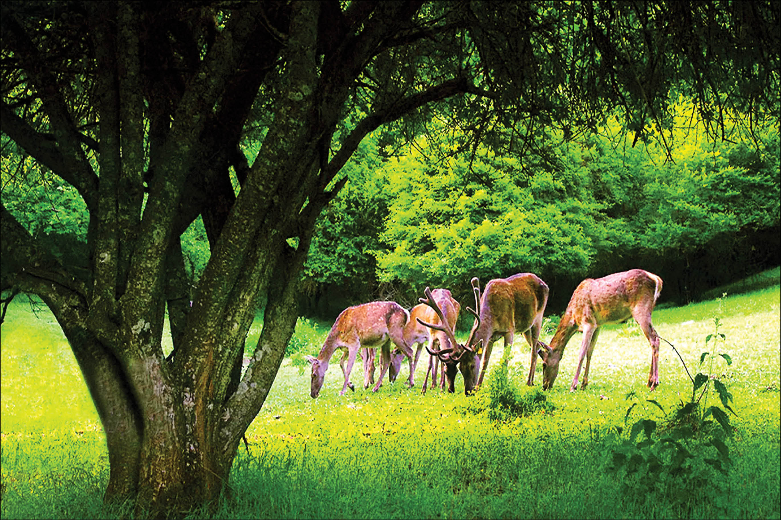 31 پارک ملی به وسعت دو و نیم میلیون هکتار، ذخیره‌گاه مهم ژنتیک و تنوع زیستی هستند