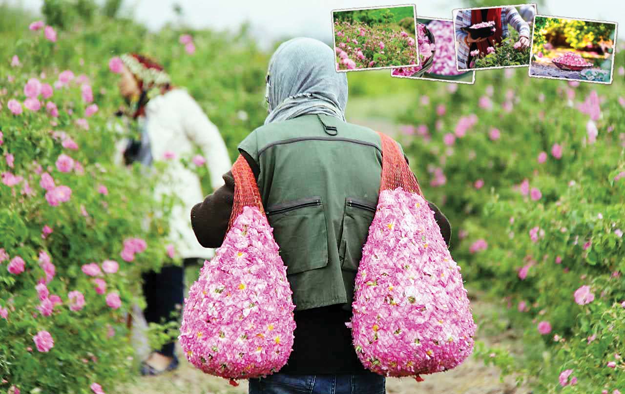 بوی گل، عطر گلاب