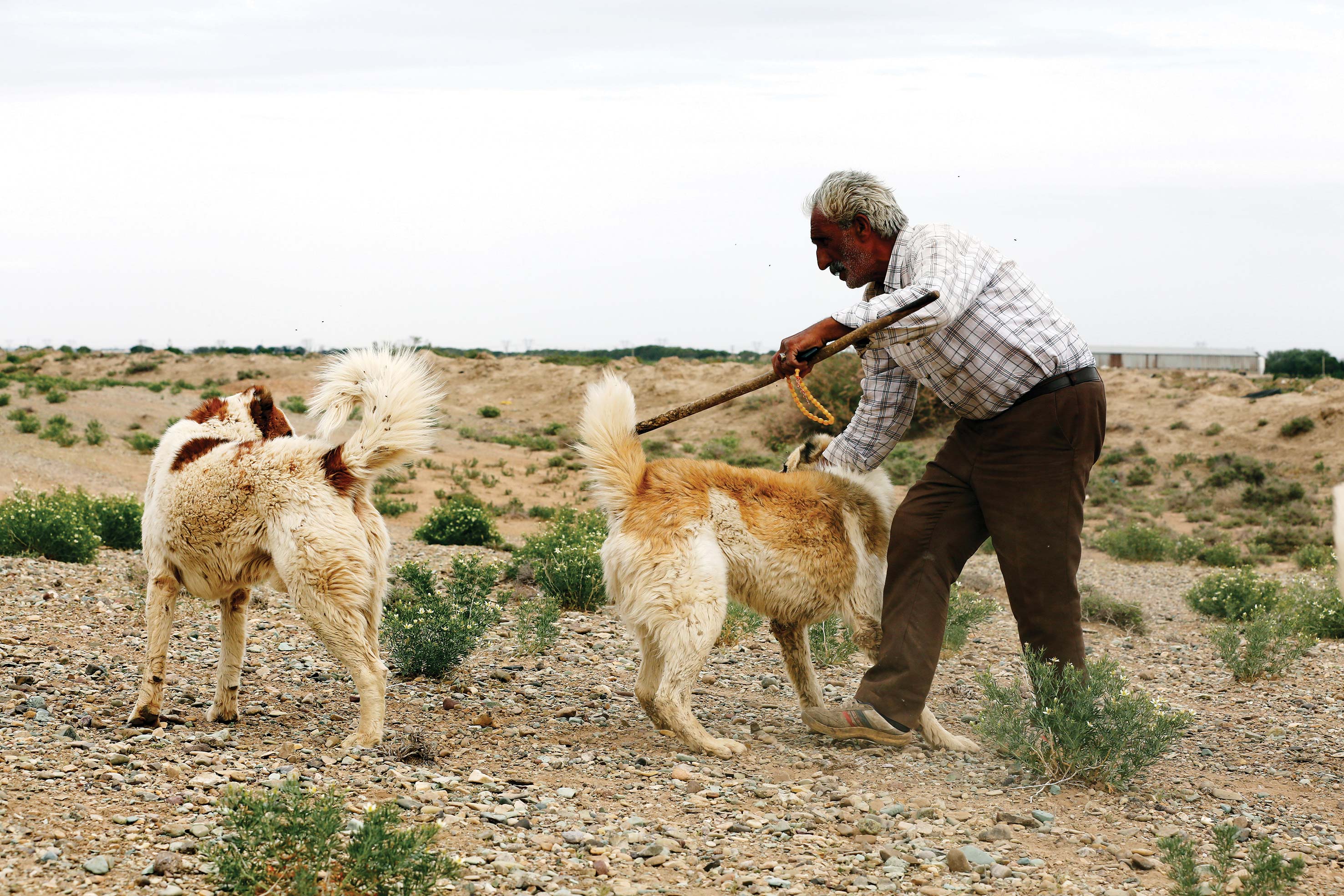 چوپان سال 1403