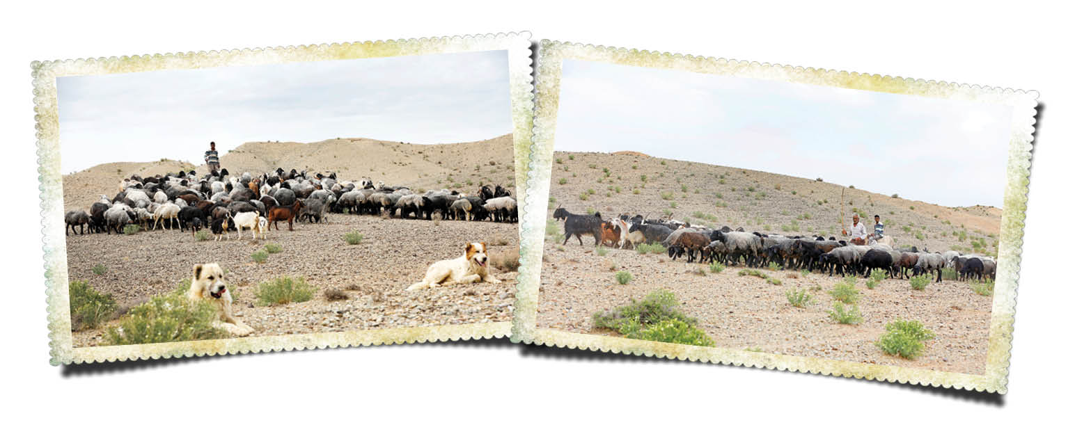 رفاقت روستایی