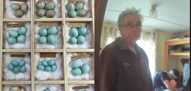 سارق تخم ‌پرندگان به حبس محکوم شد