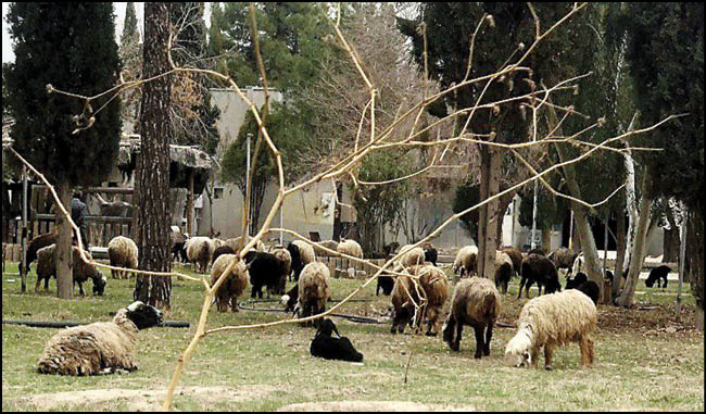 5 میلیون دام در جنگل‌های شمال