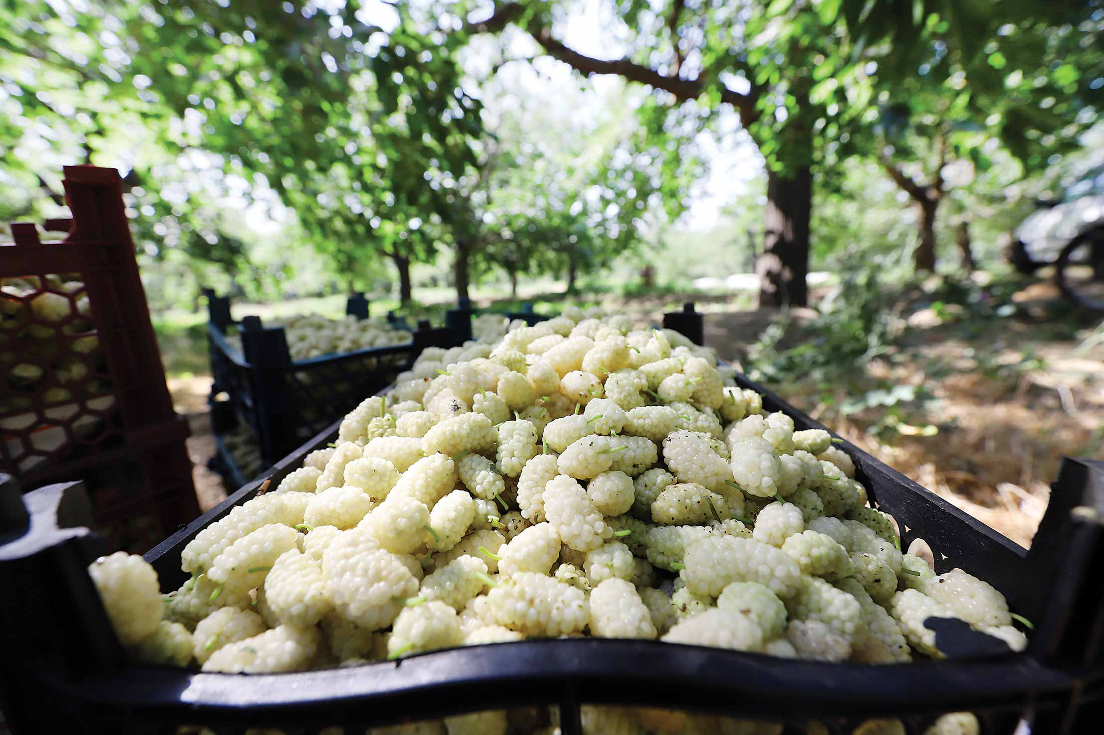 بهار در توتستان های طهران