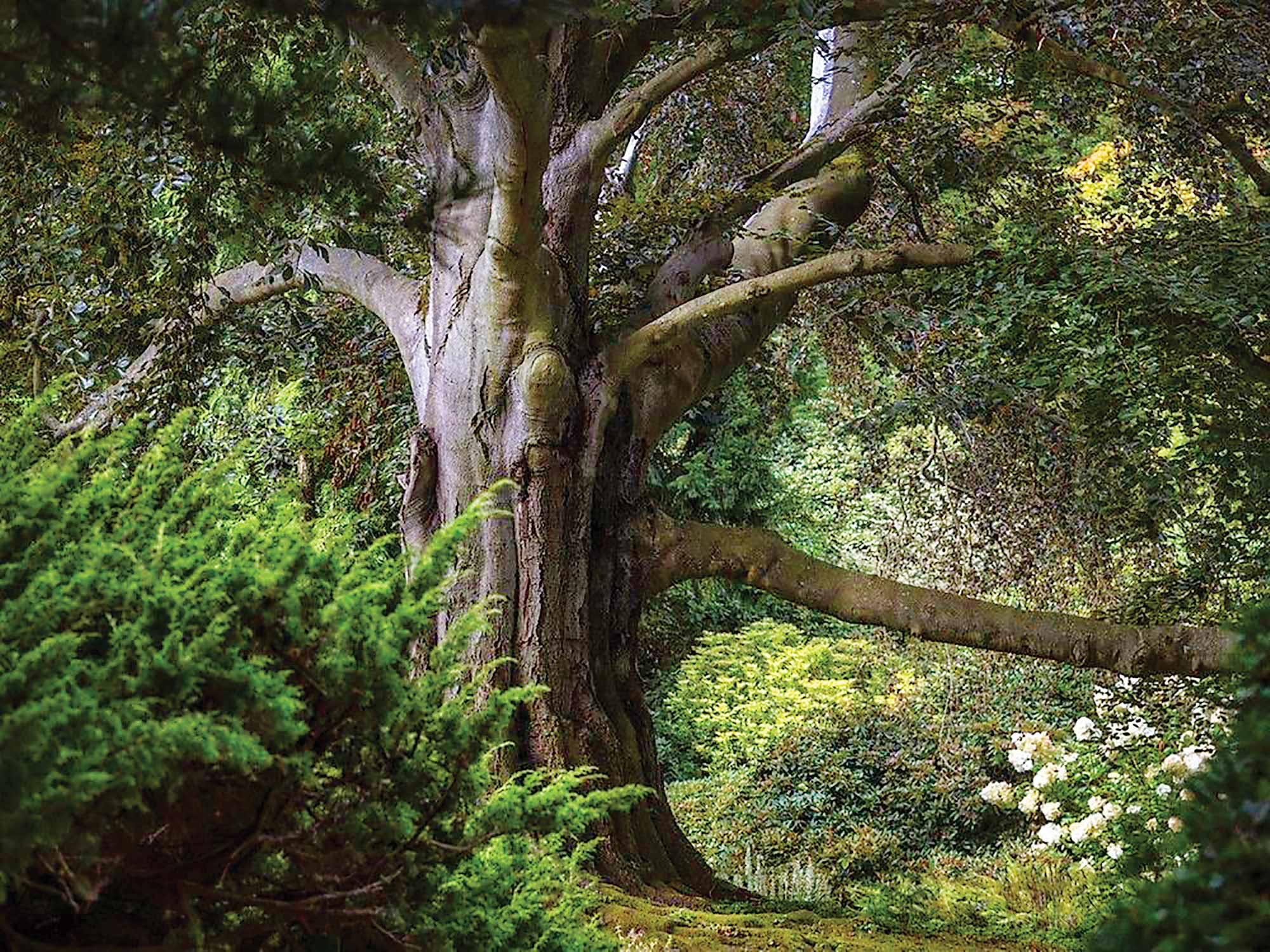 جشنواره درخت‌های اروپایی در سال2024