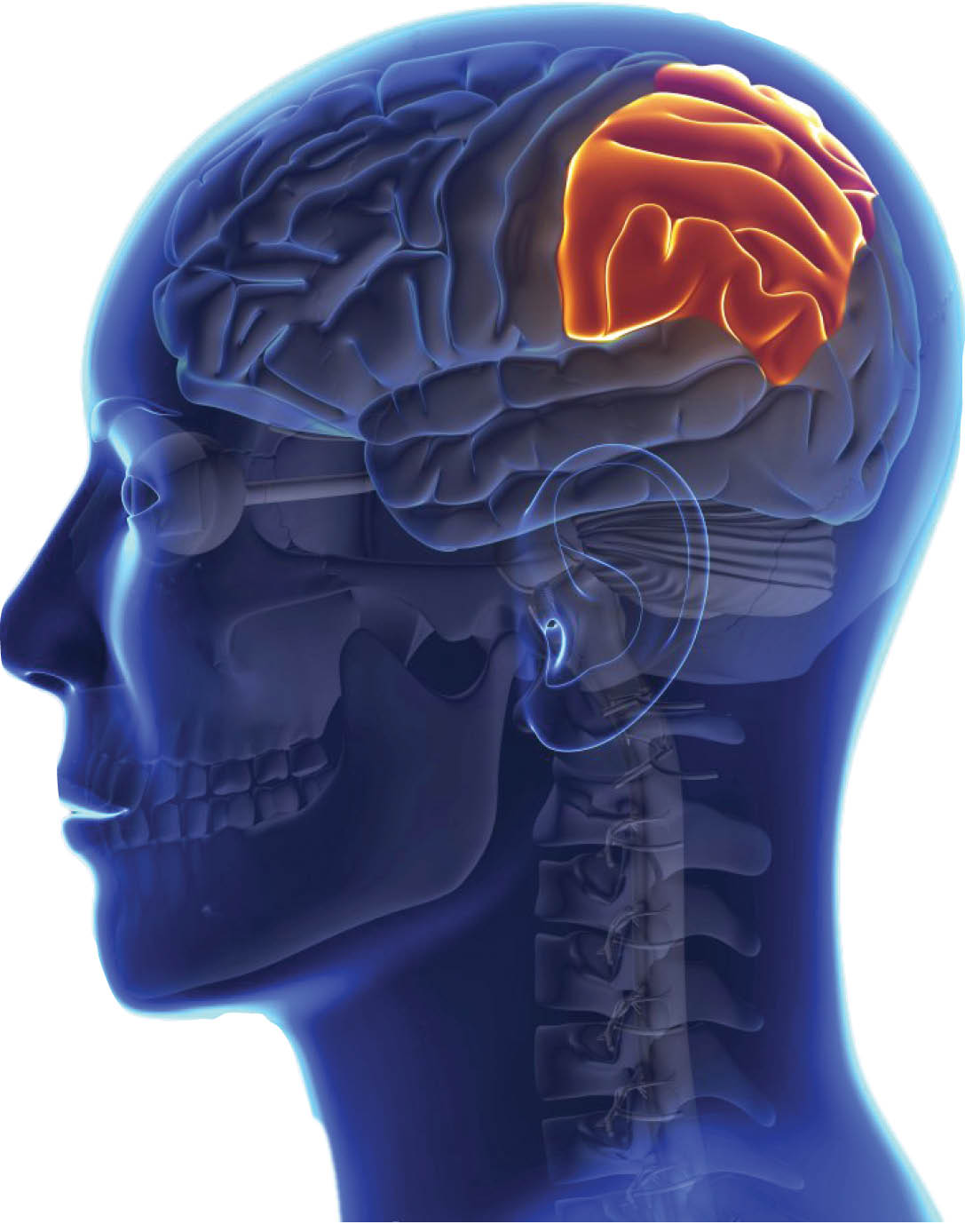 هر قسمت از مغز عملکرد متفاوتی دارد اما لوب آهیانه‌ای مسئو ل ادراک است