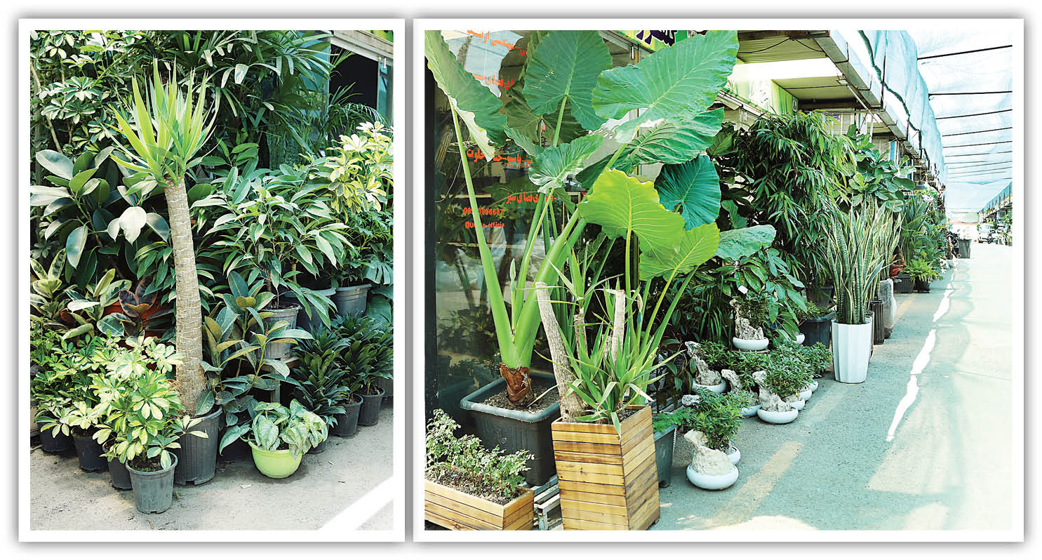 سفارش میلیونی برای پرنده بهشتی