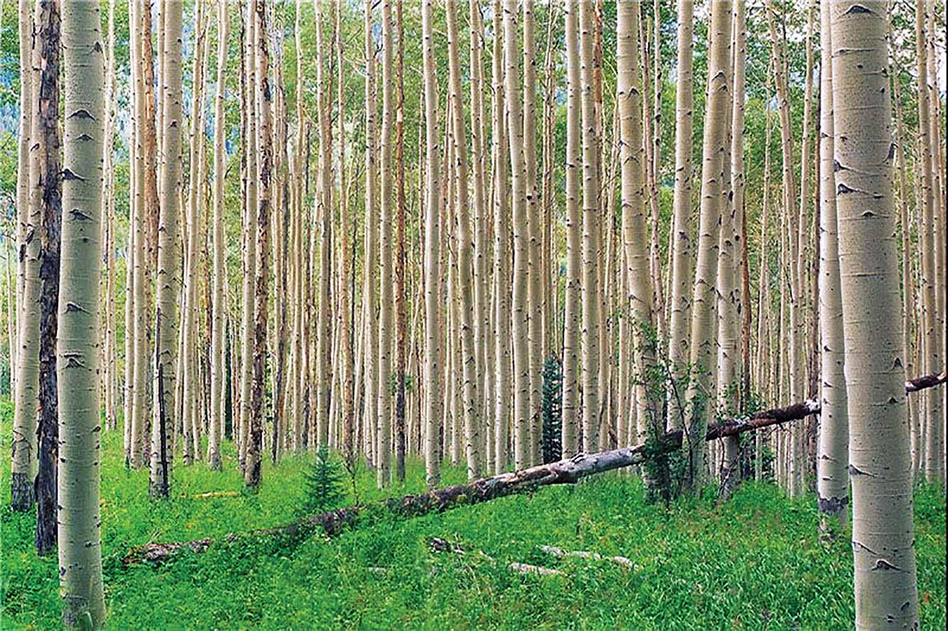 بازگشت چوب و کاغذ به مازندران