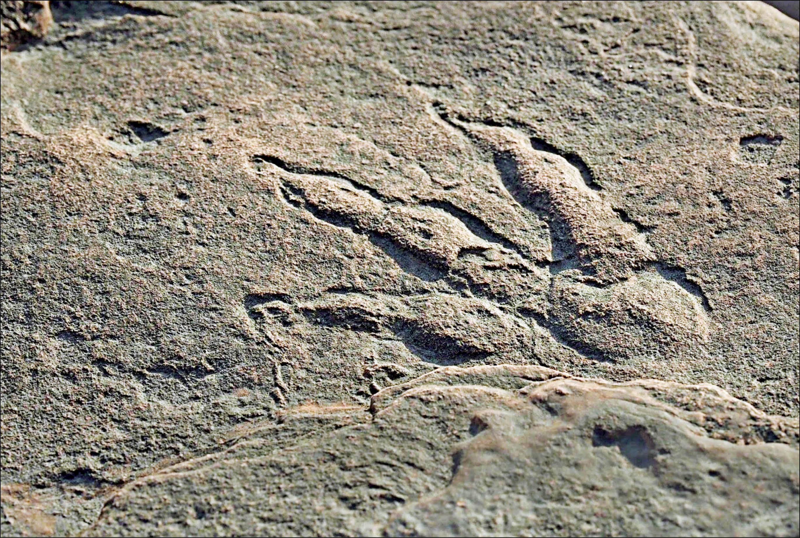 گفت‌وگوی همشهری با دیرینه‌شناسی که نخستین آثار اسکلتی دایناسورها را در ایران یافته است