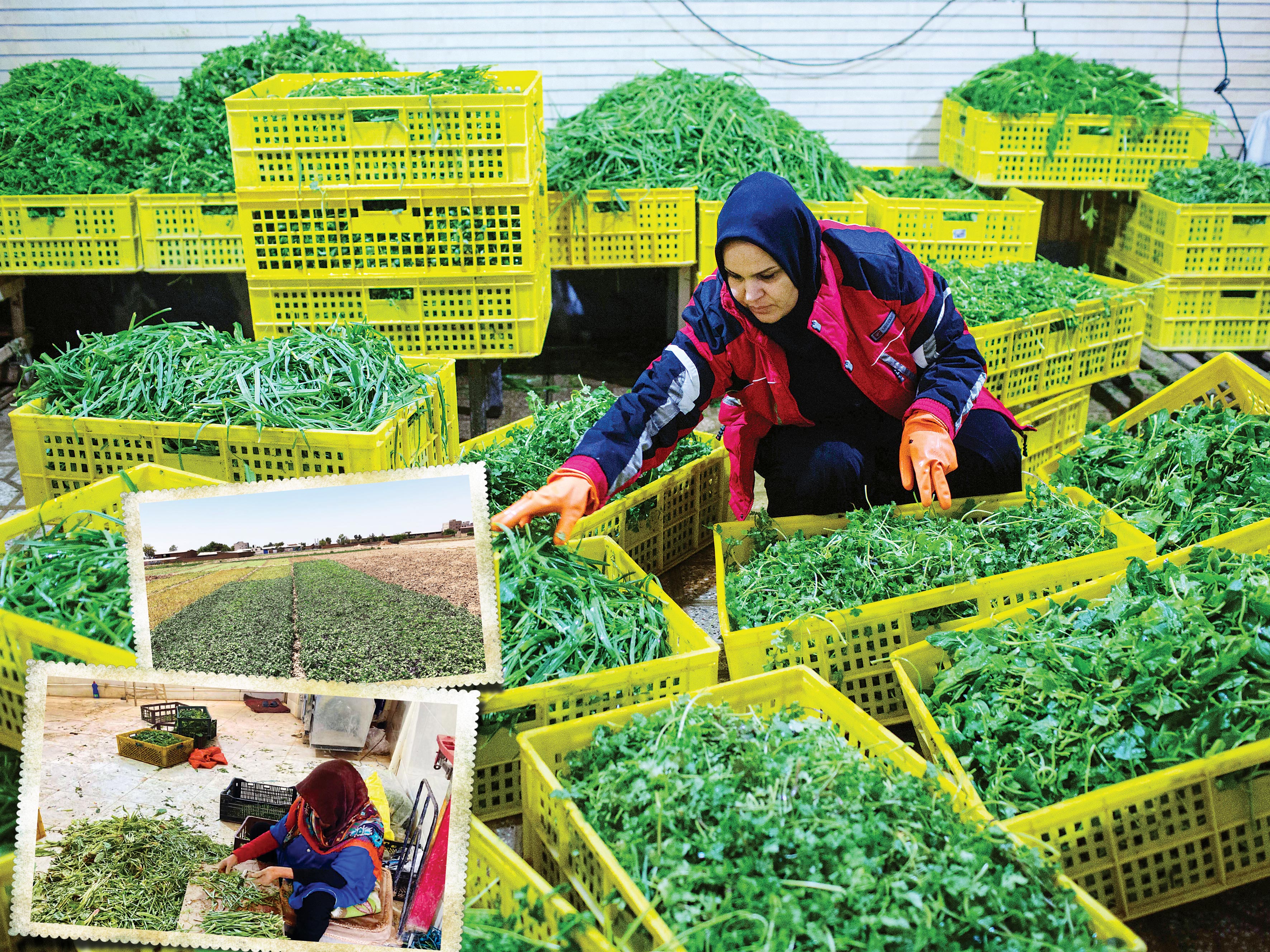 یک لقمه نان از سبزی‌