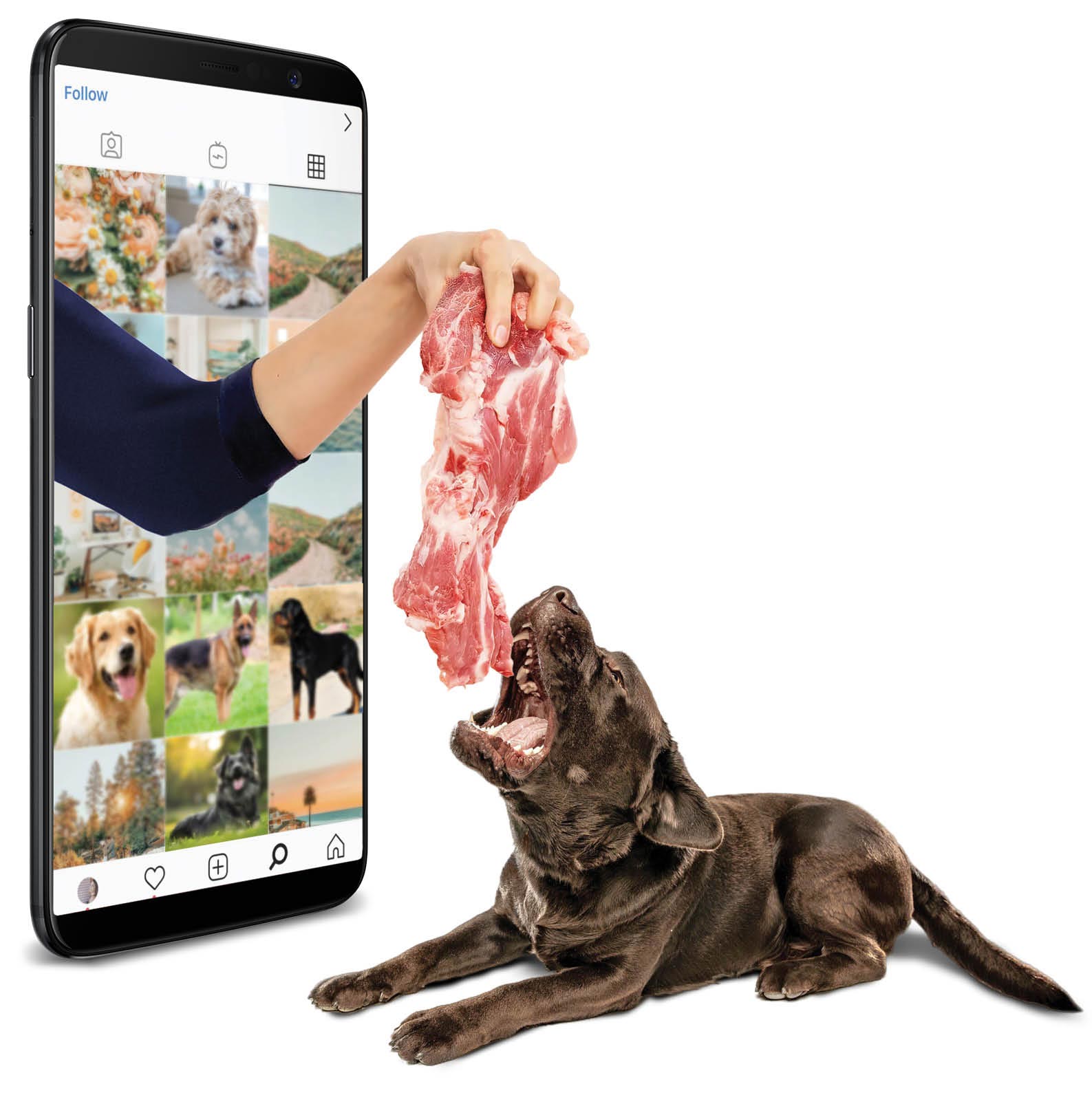 سگ‌های قاتل زیر سایه‌ حمایت اشتباه