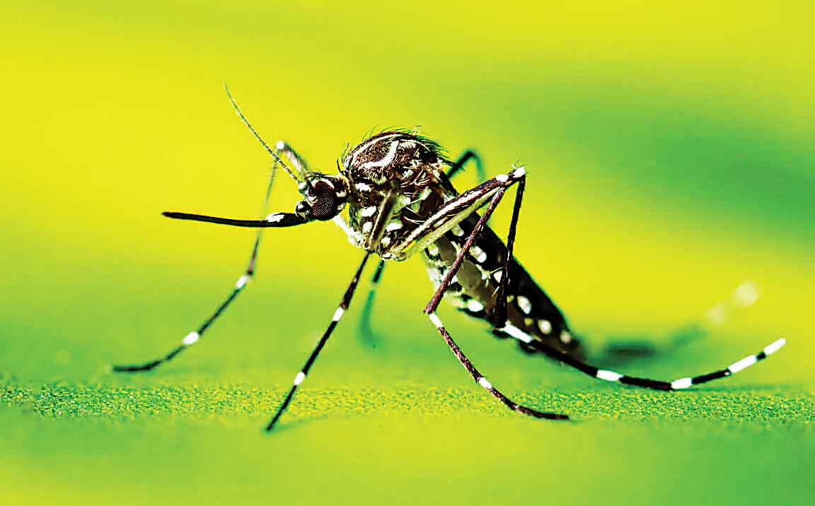 ببر آسیایی چگونه به ایران رسید؟