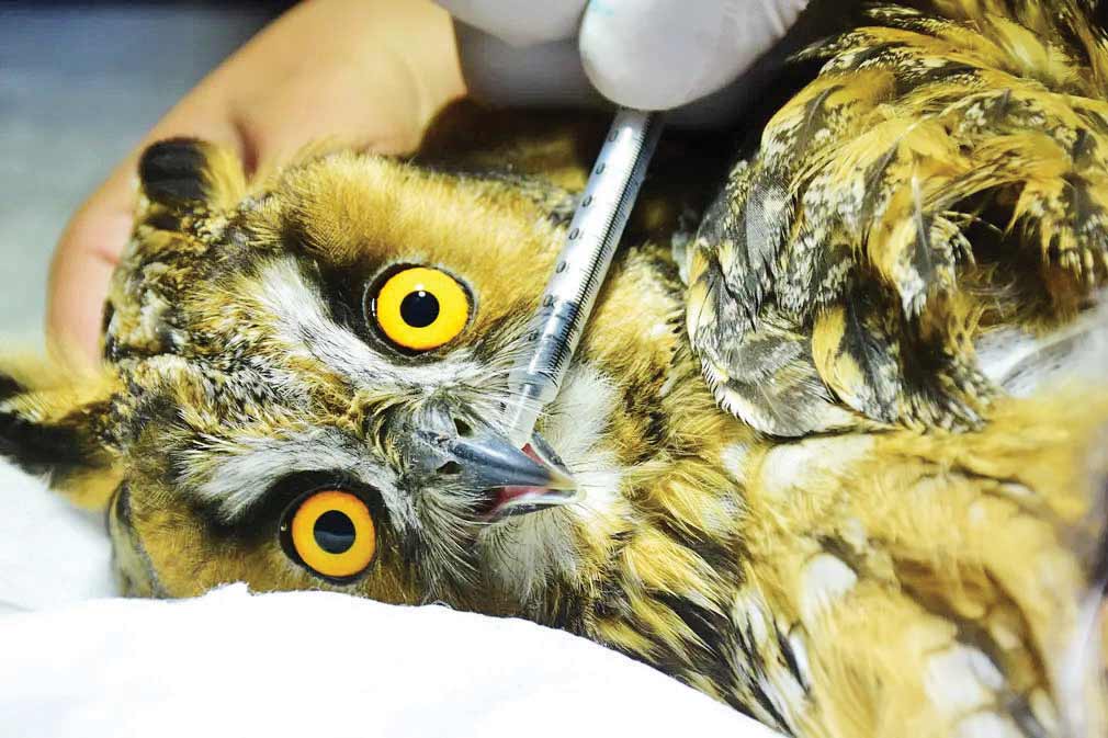 تیمار جغد بیمار