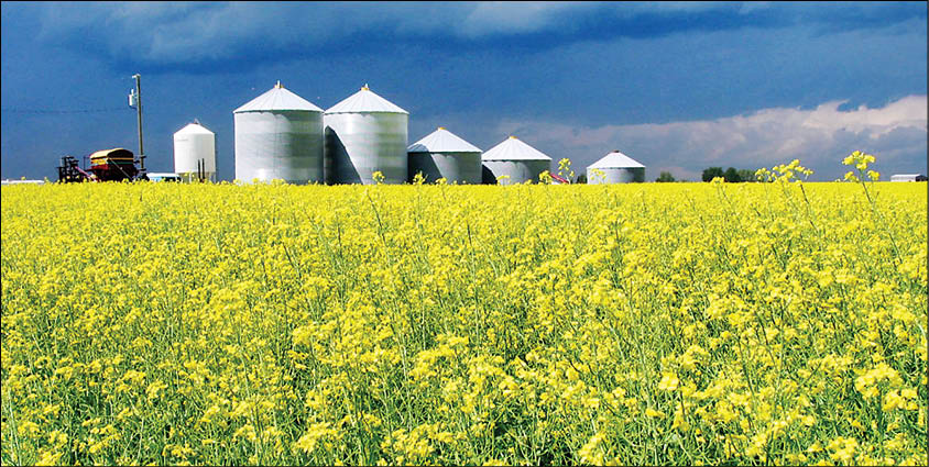 چرا «کالاهای اساسی» اهمیت دارند؟