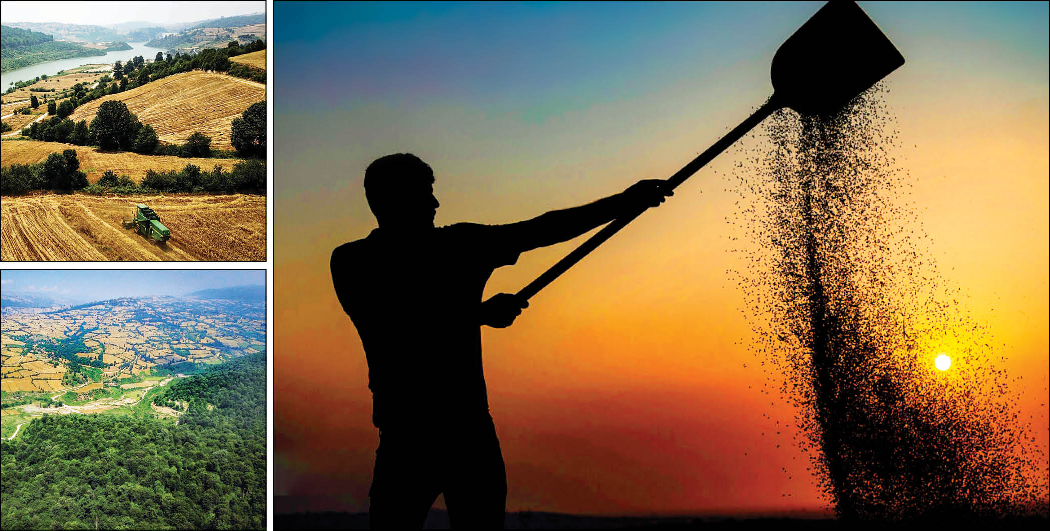 گندم مازندران