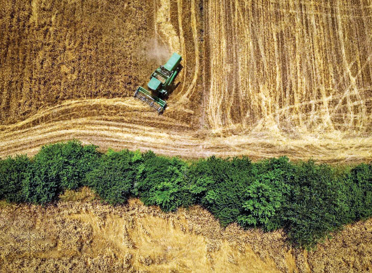 فصل برداشت گندم