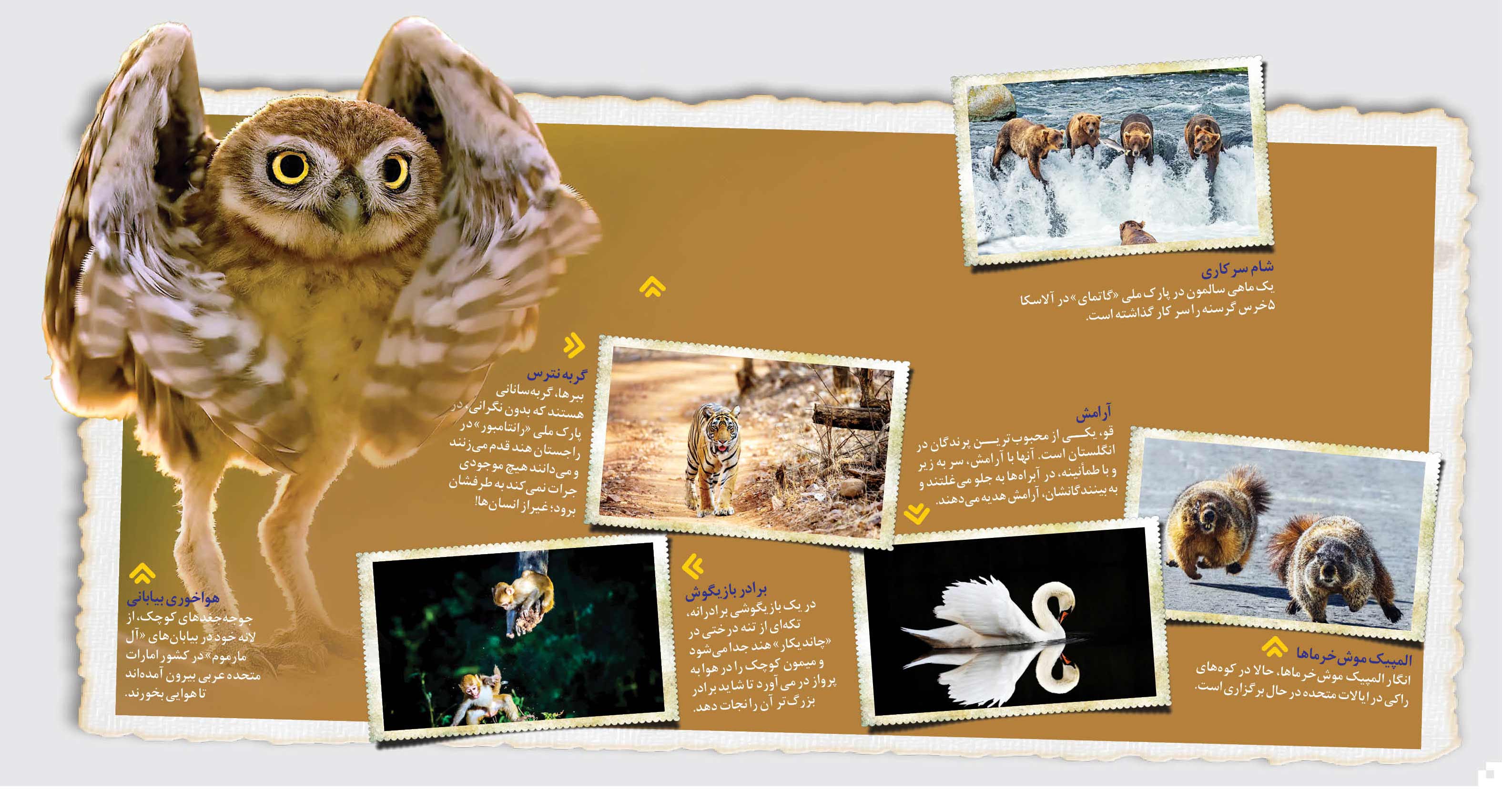 حیات وحش در هفته‌ای که گذشت