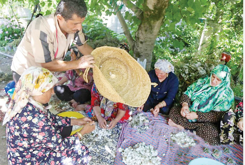 خاستگاه نوغانداری ‌