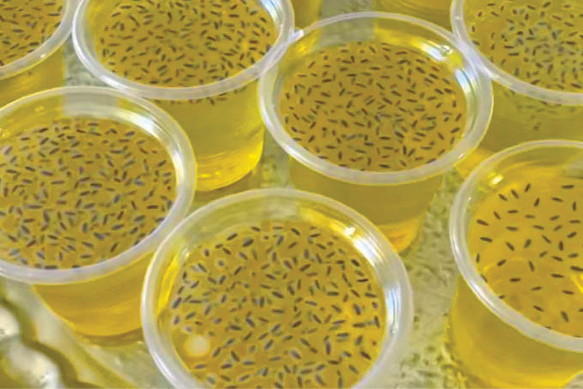 چطور با 500هزار تا یک‌میلیون تومان نذر خود را ادا کنیم؟