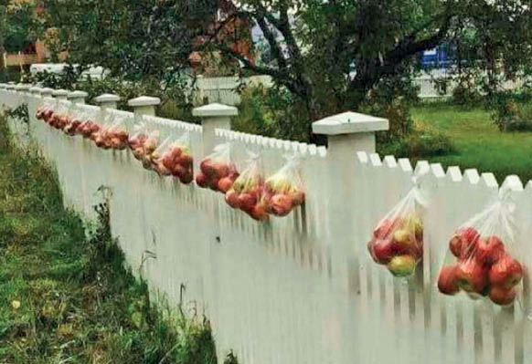 درخت‌های مهربانی در نروژ