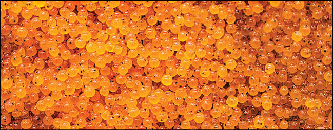 صادرات قزل‌آلا به اوراسیا