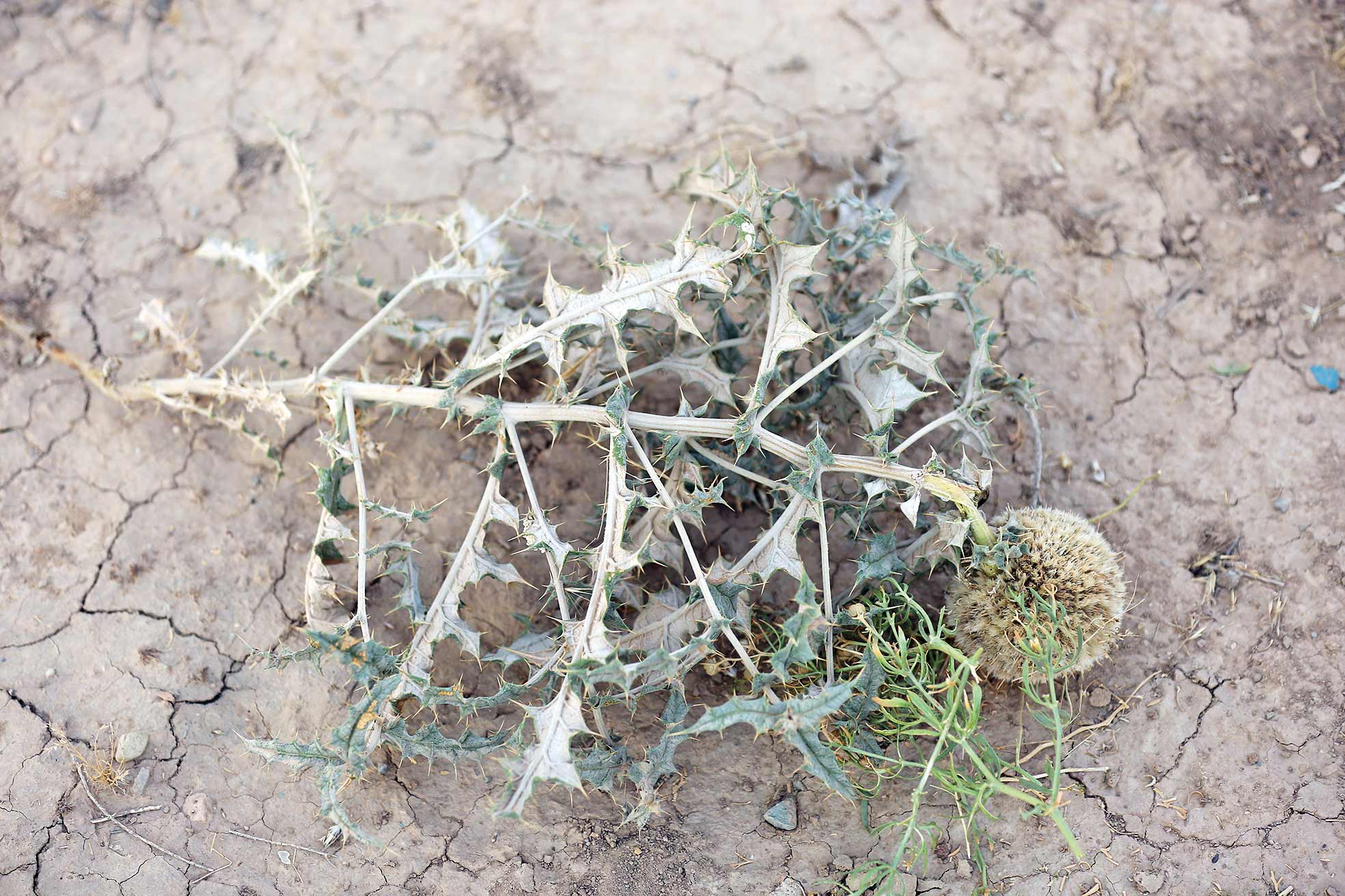 نسخه پیچان داروخانه طبیعت