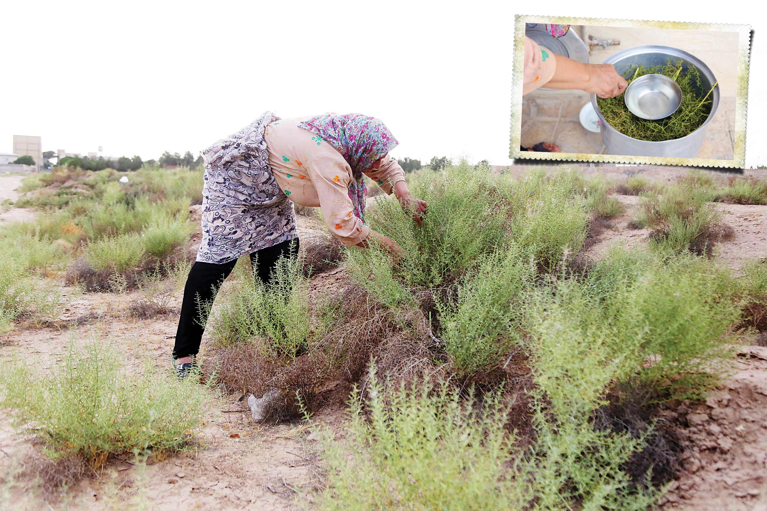 شست‌وشو و عرق‌گیری
