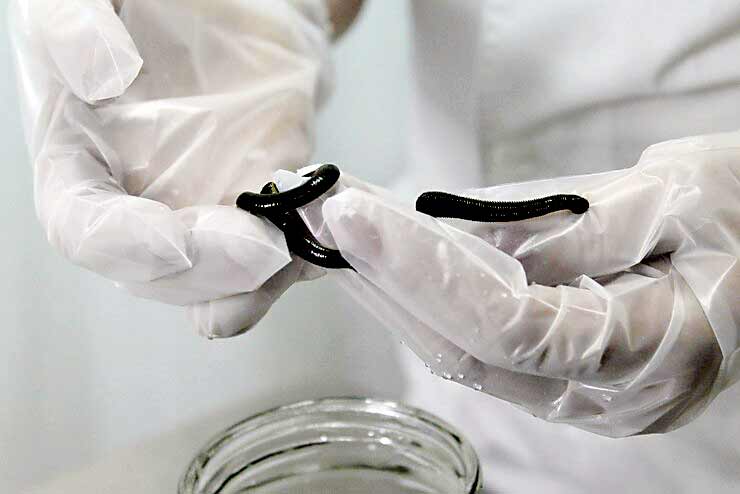 درآمد بالای زندگی انگلی