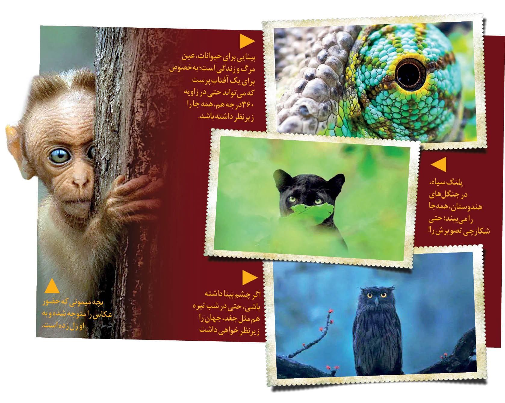 چشم در چشم عکاسان