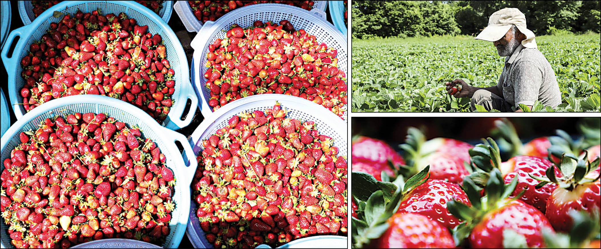 خوشمزه فرنگی