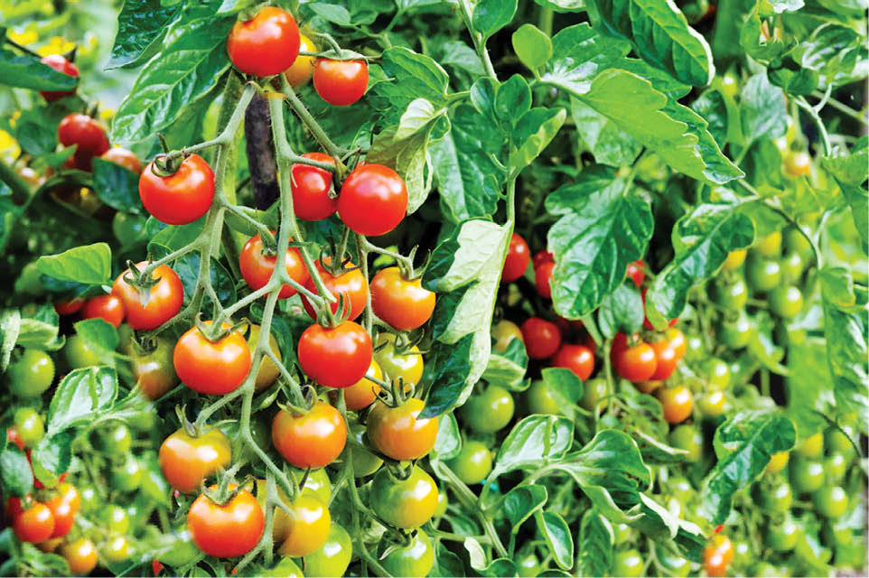 دندان‌های زرد چگونه دوباره سفید می‌شوند؟