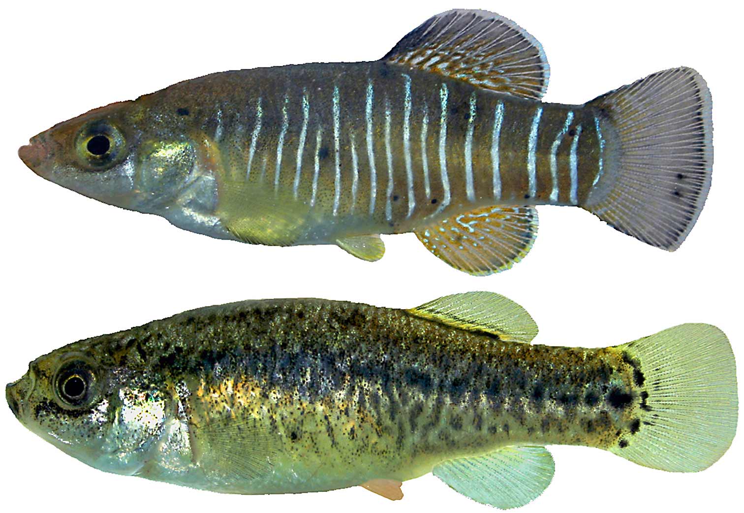 سرباز کوچک اصفهان بر لبه انقراض