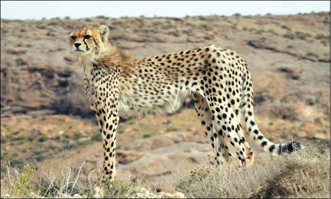 مشاهده یوزپلنگ در محدوده پل ابریشم