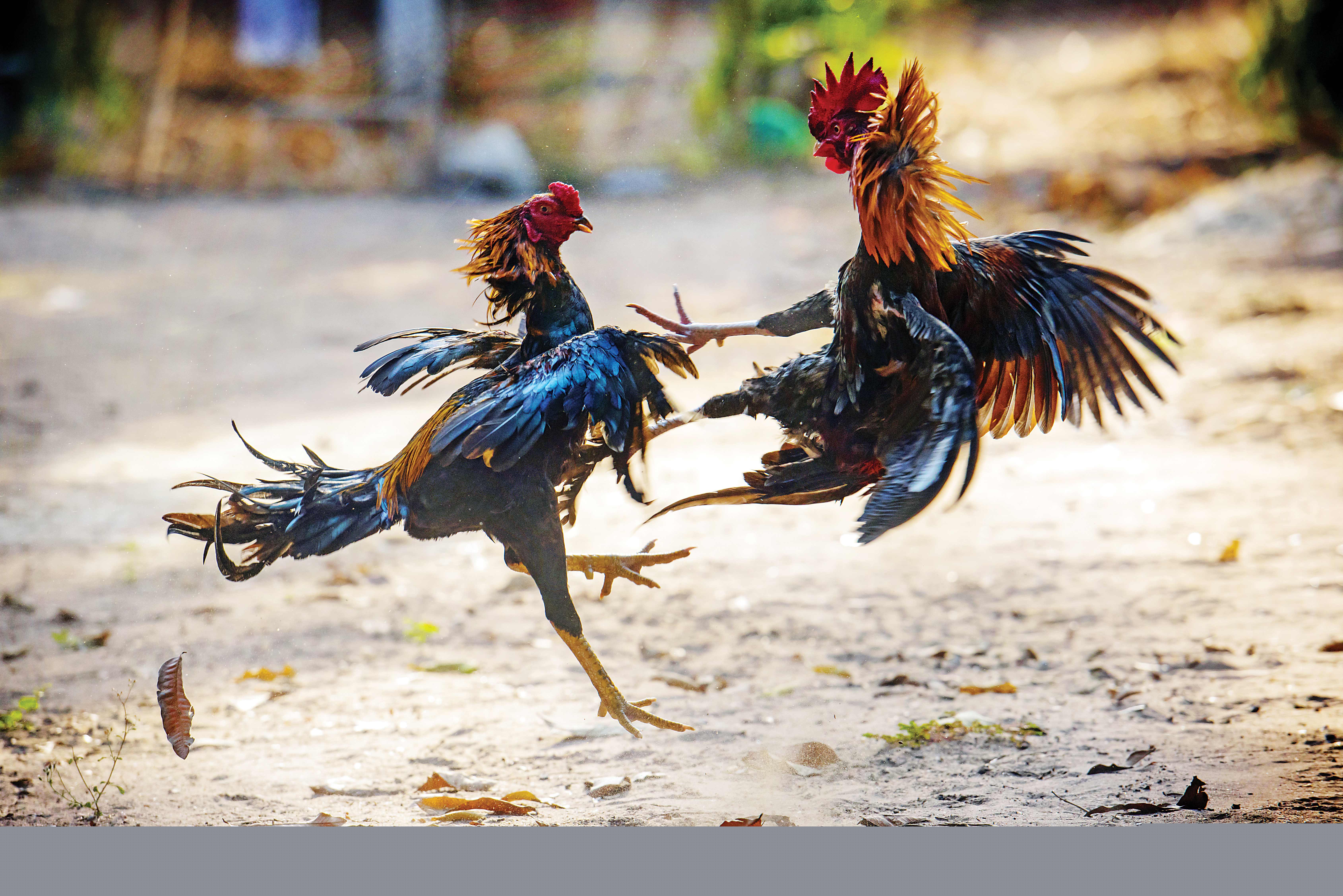 گلادیاتورهای خروس‌نشان