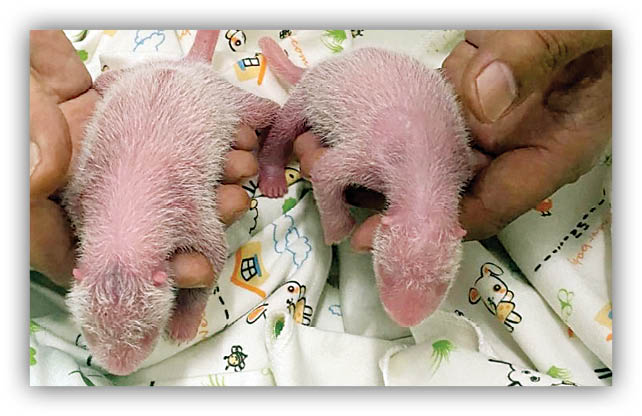 دوقلوهای نادر