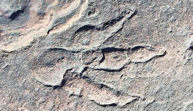 کشف ردپای 200میلیون ساله توسط دختربچه 10ساله